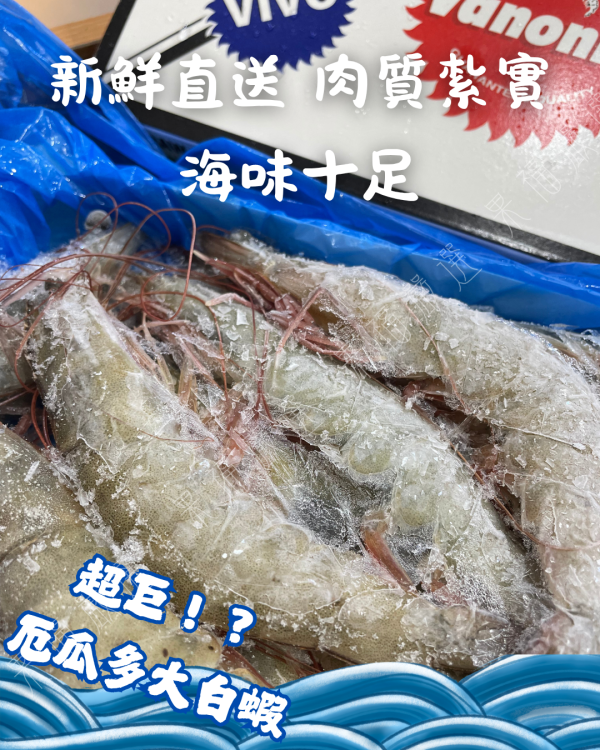 厄瓜多大白蝦 