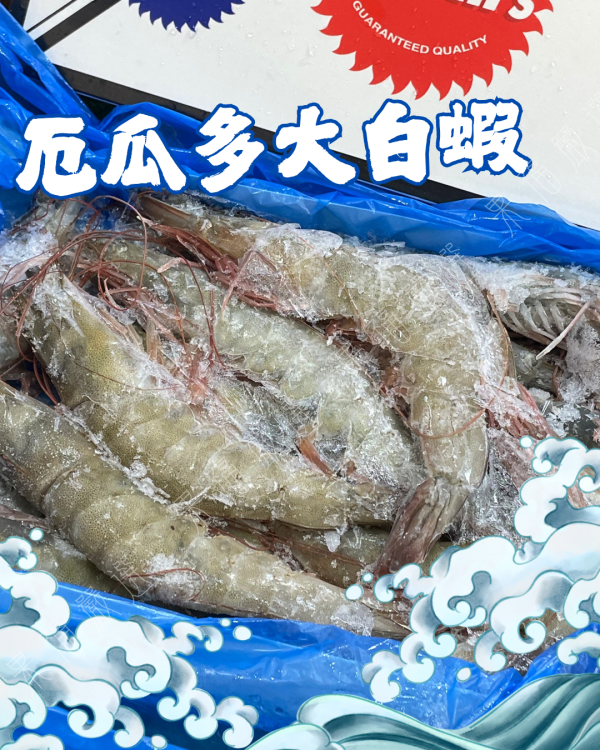 厄瓜多大白蝦 