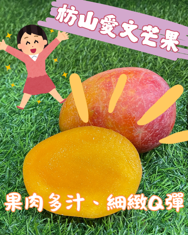 枋山愛文芒果 