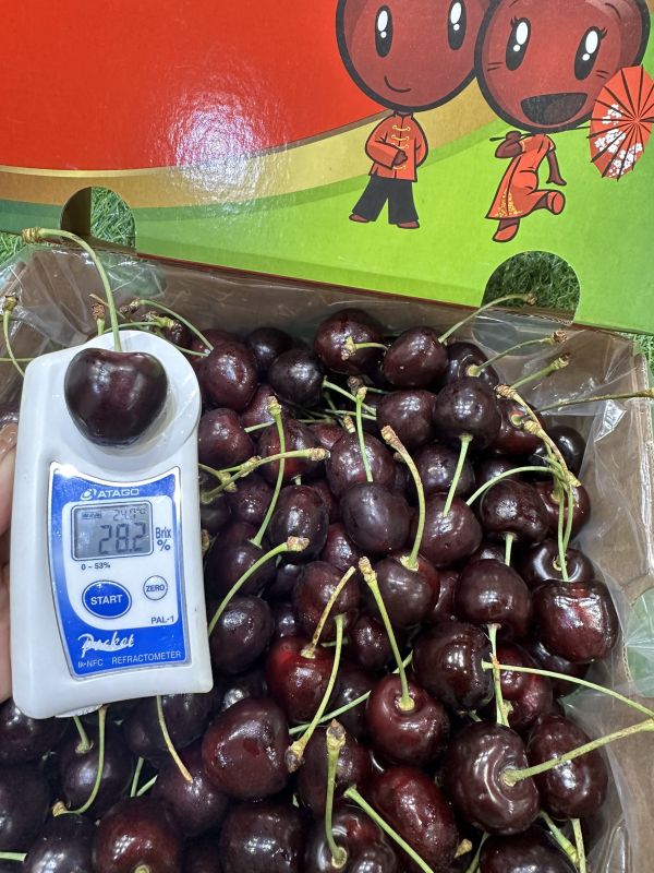 智利空運櫻桃2JD-超強品種Kordia 智利空運櫻桃2JD-超強品種Kordia
智力櫻桃