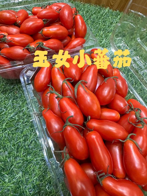 雲林玉女小蕃茄 雲林玉女小蕃茄🍅