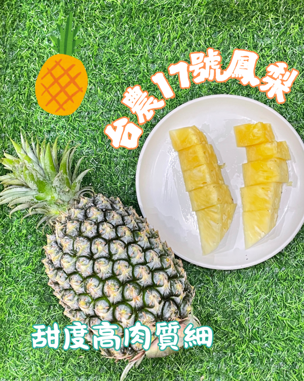 金鑽17號鳳梨 