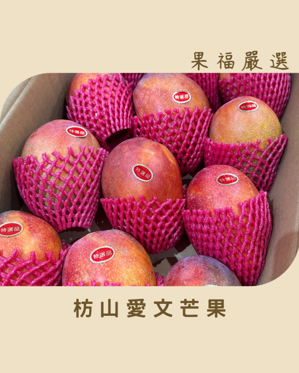 枋山愛文芒果 