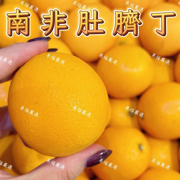 南非肚臍丁 🍊南非肚臍丁