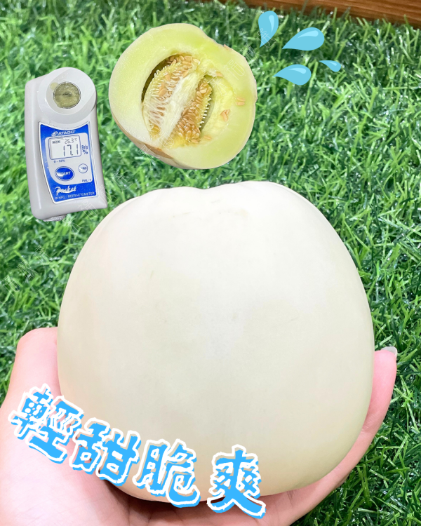 美濃瓜 