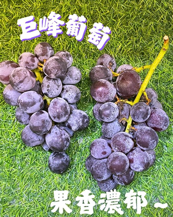 巨峰葡萄 