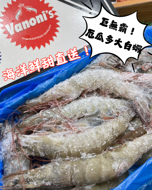 厄瓜多大白蝦 