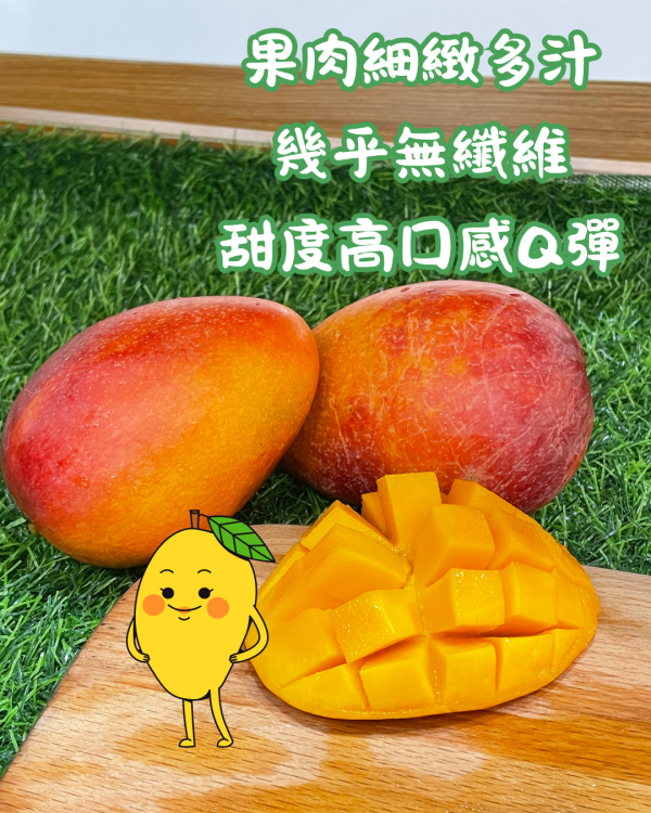 枋山愛文芒果 