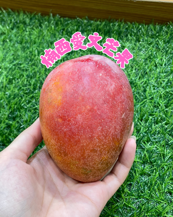 楠西愛文芒果 