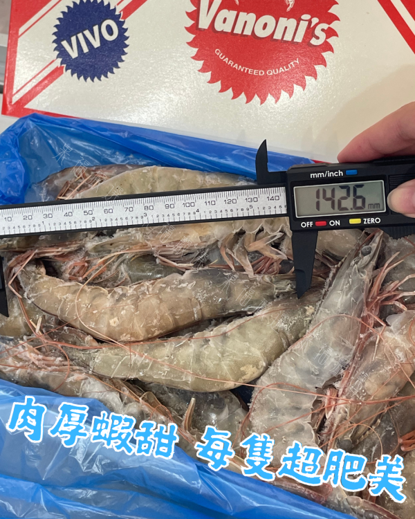 巴拿馬大白蝦 