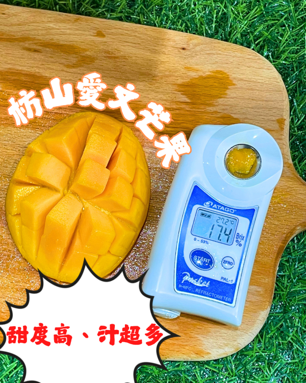 枋山愛文芒果 