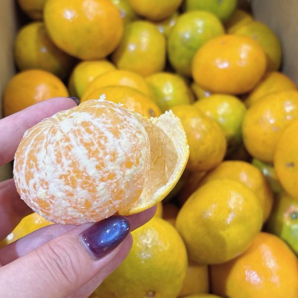 南投帝王柑 南投帝王柑
帝王柑