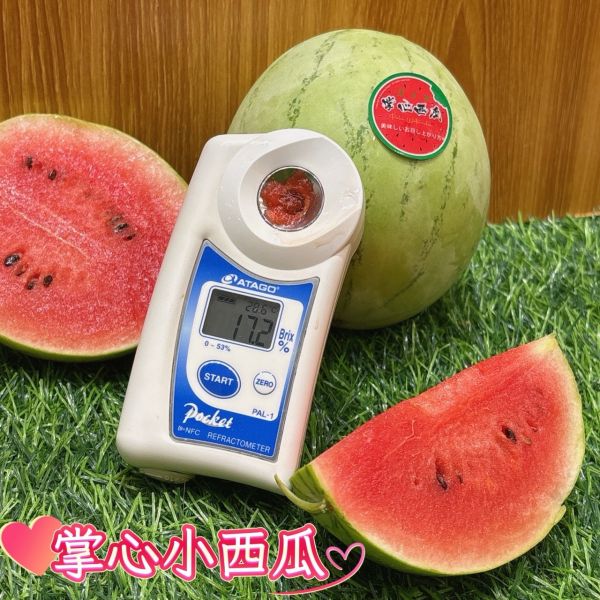 雲林掌心小西瓜 嘉義的掌心西瓜🍉
皮薄、肉紅、汁多又香甜
