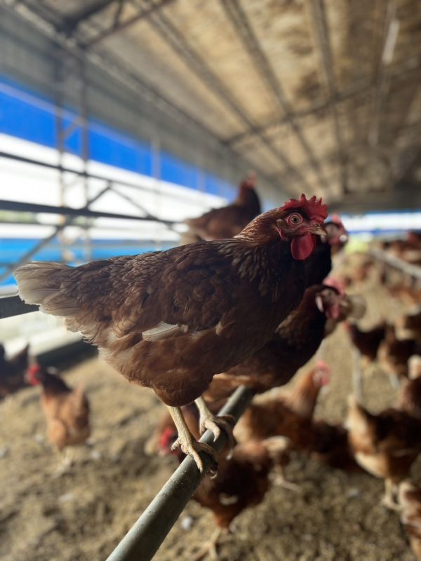 開心玉子動福蛋24盒(免運) 