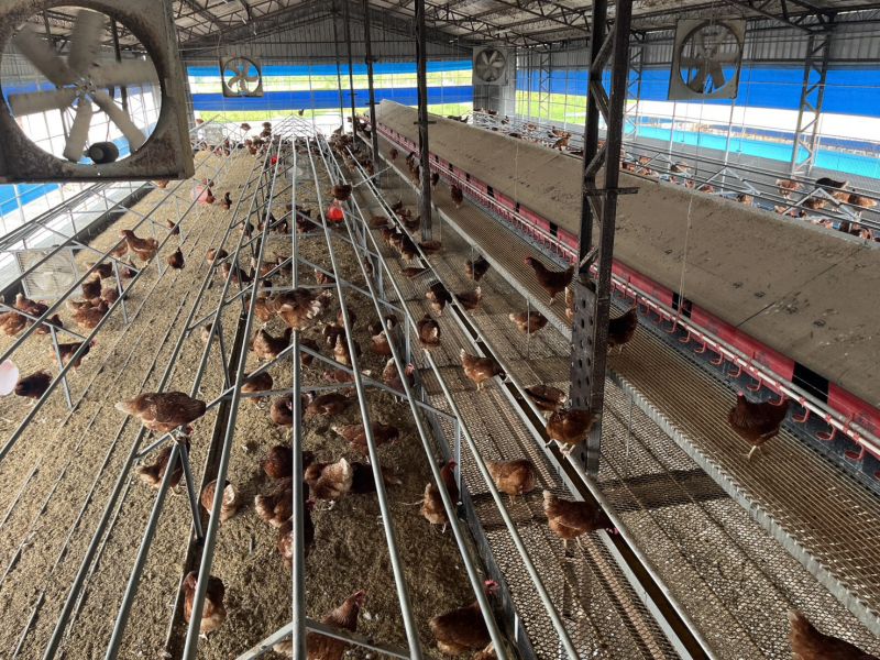 開心玉子動福蛋24盒(免運) 