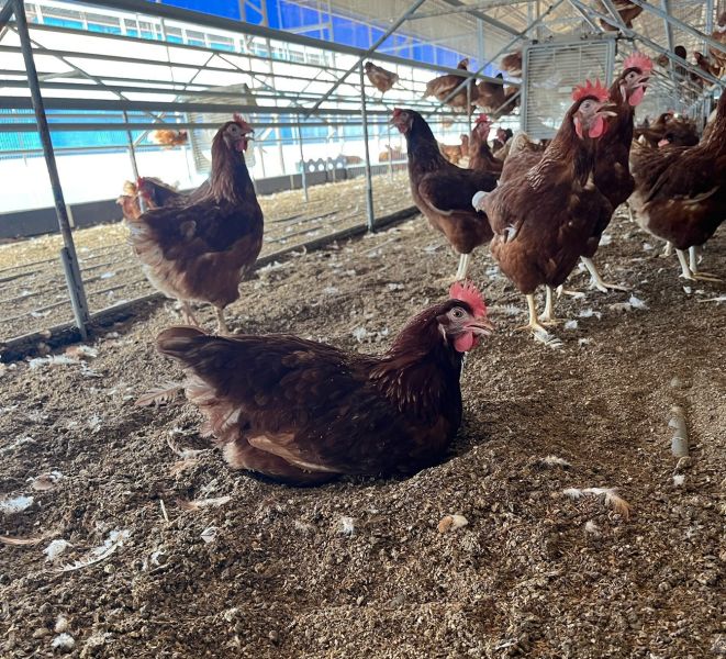 開心玉子動福蛋18盒(免運) 