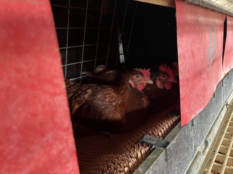 開心玉子動福蛋18盒(免運) 