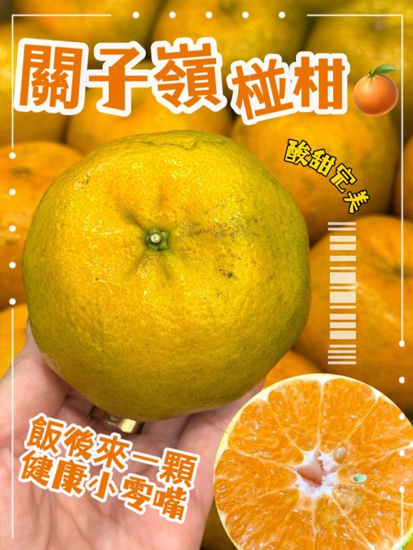 在地嚴選關子嶺椪柑 椪柑
