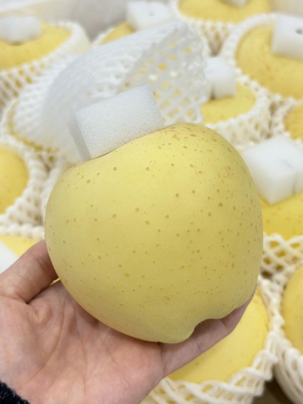 日本青森金星牛奶蘋果 日本青森.金星牛奶,蘋果,青森,金星牛奶蘋果,金星,牛奶蘋果