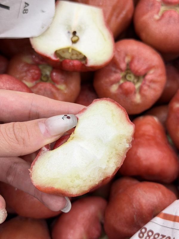 在地嚴選林邊蓮霧 蓮霧