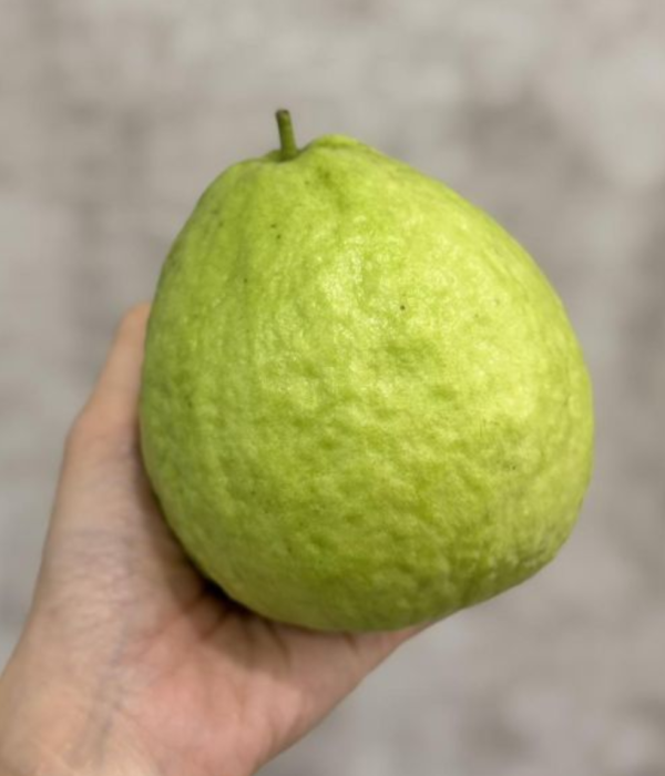 高雄燕巢珍珠大芭樂 高雄燕巢,芭樂,珍珠芭樂