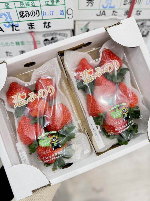 日本熊本戀みのり草莓 日本熊本,戀みのり,草莓,日本,熊本草莓,戀みのり草莓,日本草莓