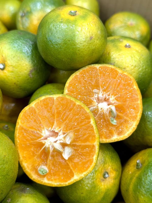 在地南投砂糖橘 砂糖橘