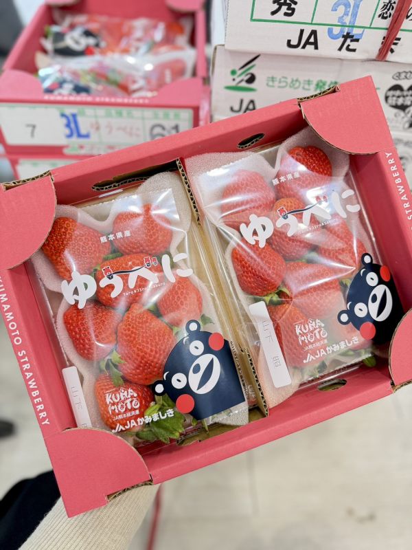 日本熊本戀みのり草莓 日本熊本,戀みのり,草莓,日本,熊本草莓,戀みのり草莓,日本草莓