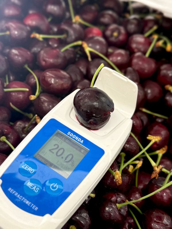 華盛頓空運海鷹櫻桃 櫻桃