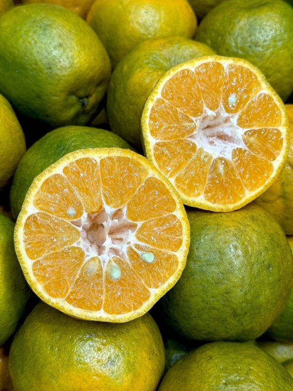 在地嚴選關子嶺椪柑 椪柑