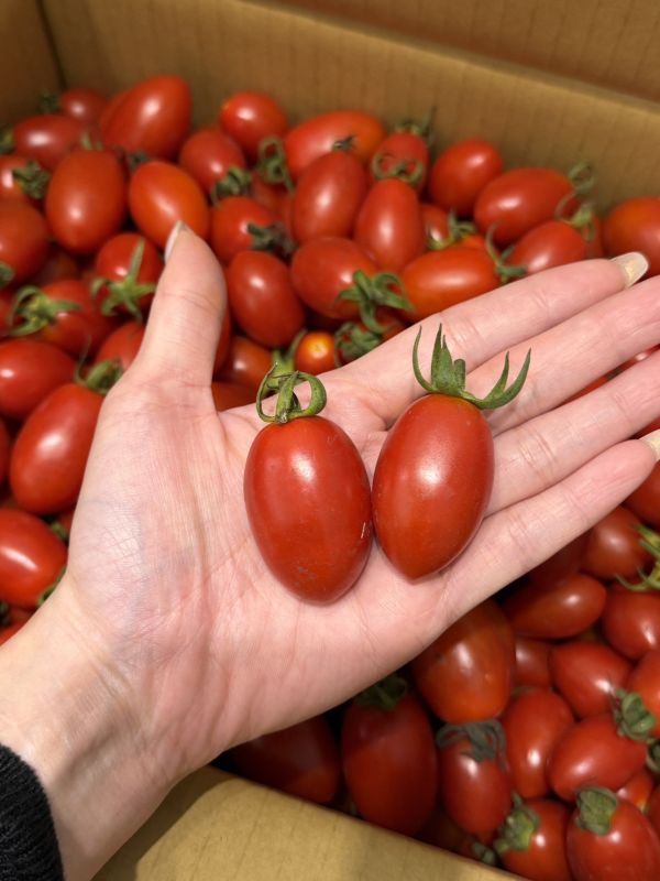 在地聖女蕃茄 聖女蕃茄,番茄