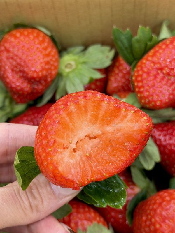 苗栗直送大湖草莓 草莓,大湖草莓