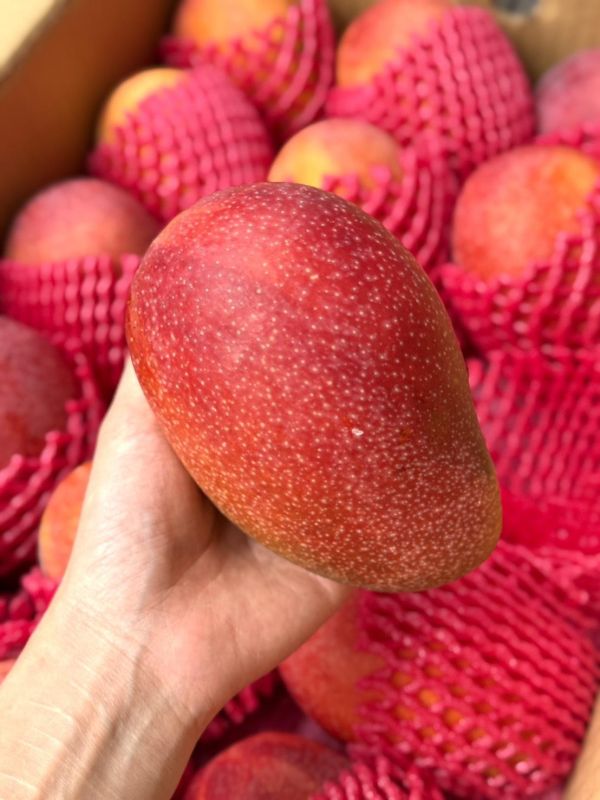 枋寮愛文芒果 枋寮,愛文芒果,芒果