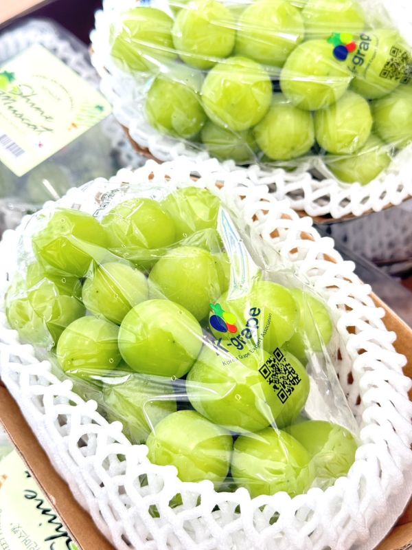 韓國閃耀麝香葡萄 麝香葡萄