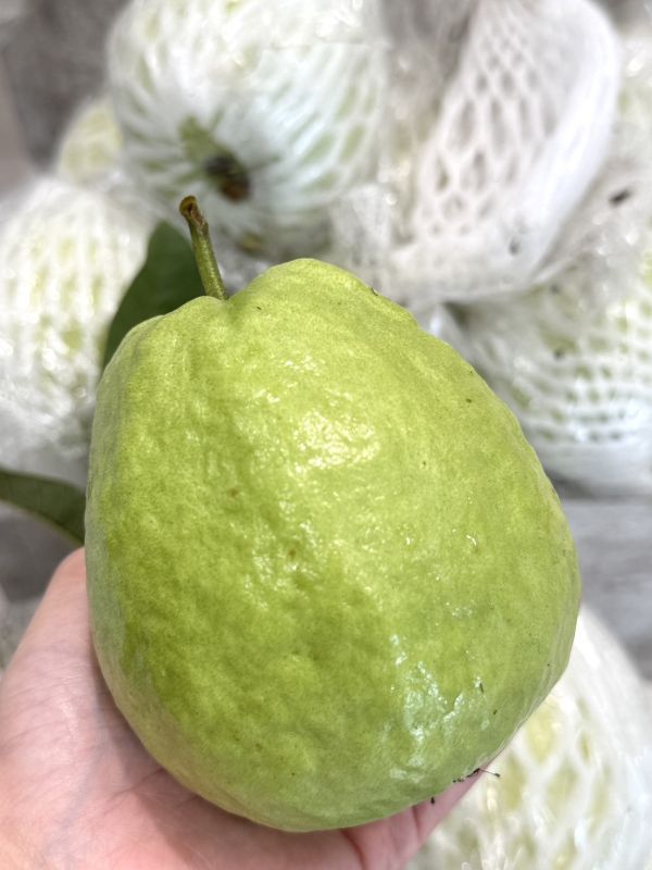 高雄燕巢珍珠芭樂 高雄燕巢,芭樂,珍珠芭樂