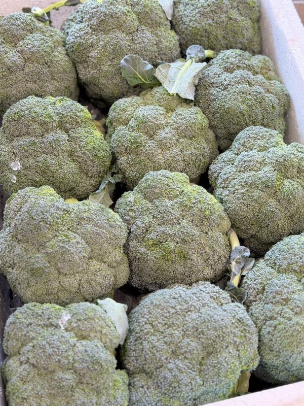 在地嚴選花椰菜 花椰菜