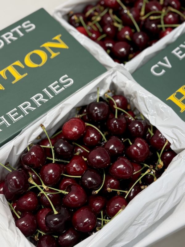 紐西蘭空運CVE大嘴巴櫻桃 CVE大嘴巴,櫻桃,大嘴巴櫻桃,CVE大嘴巴櫻桃,大嘴巴,紅唇