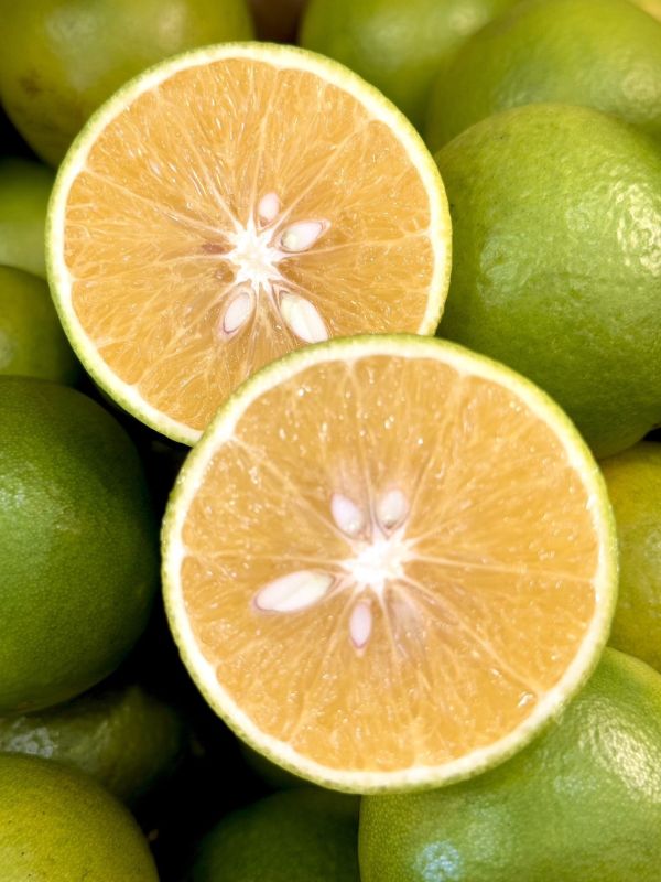 在地嚴選竹崎雞蛋丁 柳丁