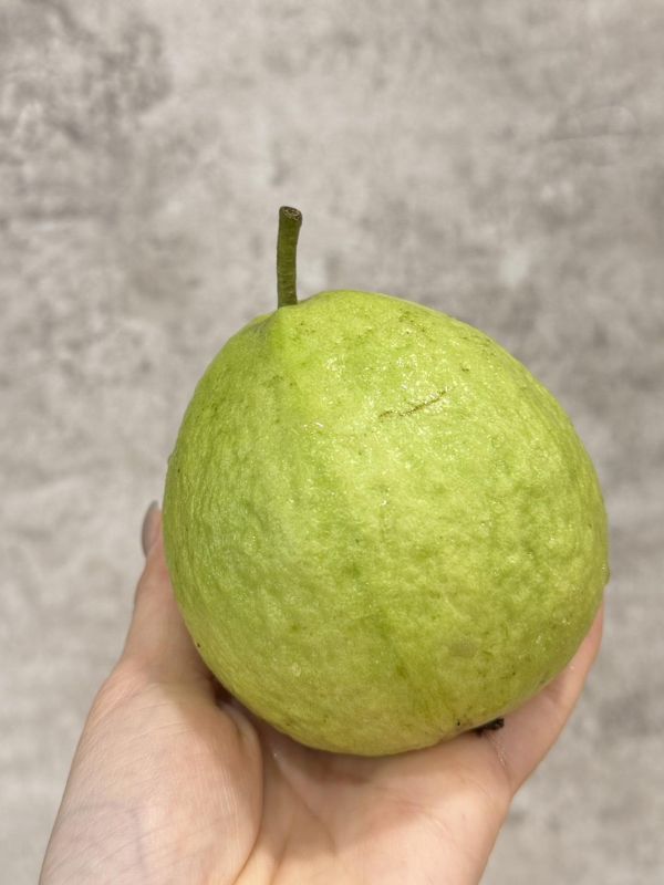 高雄燕巢珍珠芭樂 高雄燕巢,芭樂,珍珠芭樂