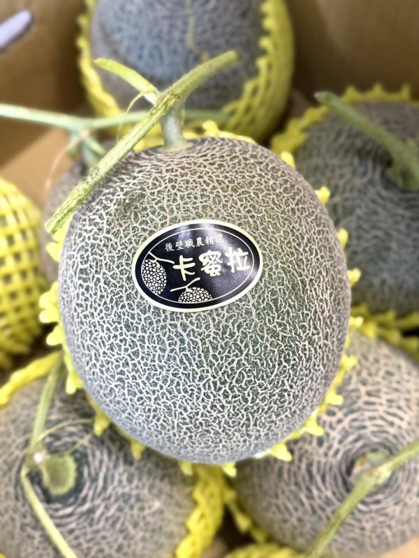 溫室精品卡蜜拉哈密瓜 卡蜜拉哈密瓜,哈密瓜,卡蜜拉