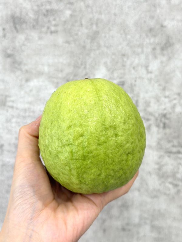 高雄燕巢珍珠大芭樂 高雄燕巢,芭樂,珍珠芭樂