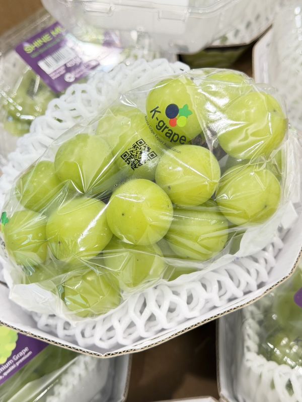 韓國閃耀麝香葡萄 韓國閃耀麝香葡萄,麝香,麝香葡萄,葡萄,韓國麝香