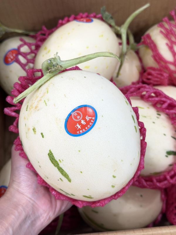 溫室精品斑比哈密瓜(白肉) 斑比哈密瓜,哈密瓜,斑比