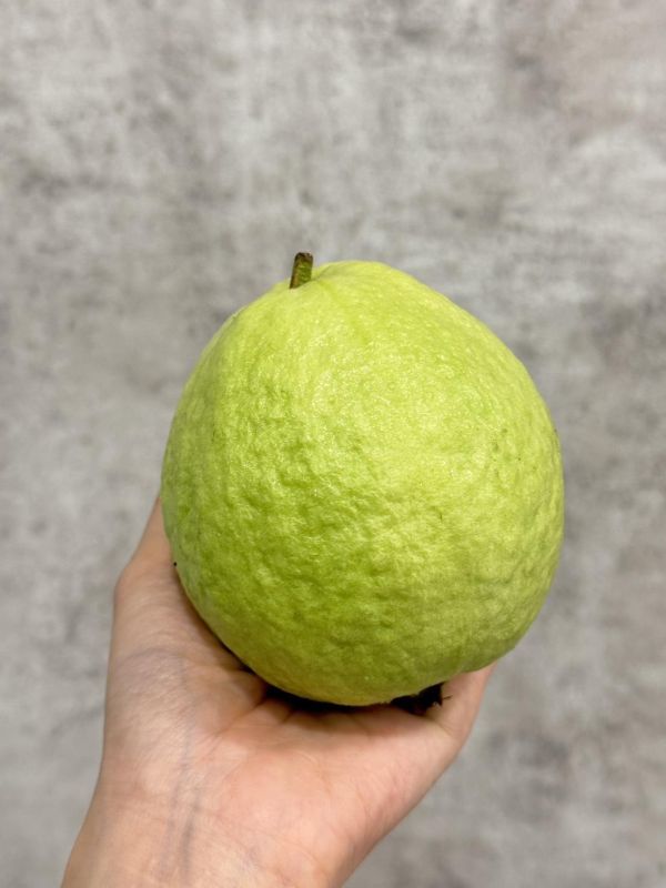 高雄燕巢珍珠芭樂 高雄燕巢,芭樂,珍珠芭樂