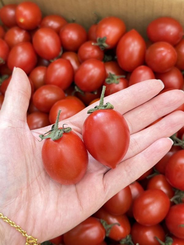 在地聖女蕃茄 聖女蕃茄,番茄