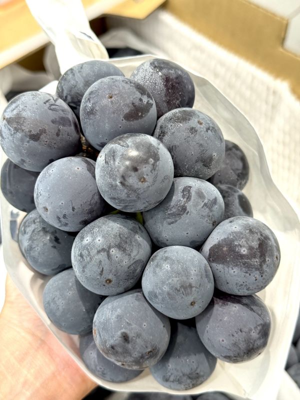 日本山梨貓眼葡萄 葡萄,貓眼葡萄