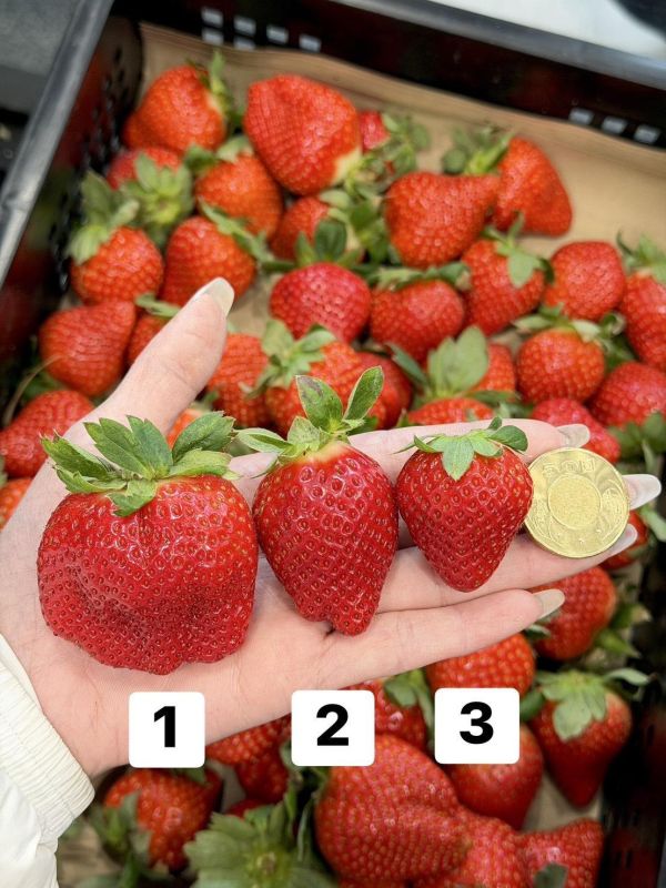 苗栗直送大湖草莓 草莓,大湖草莓