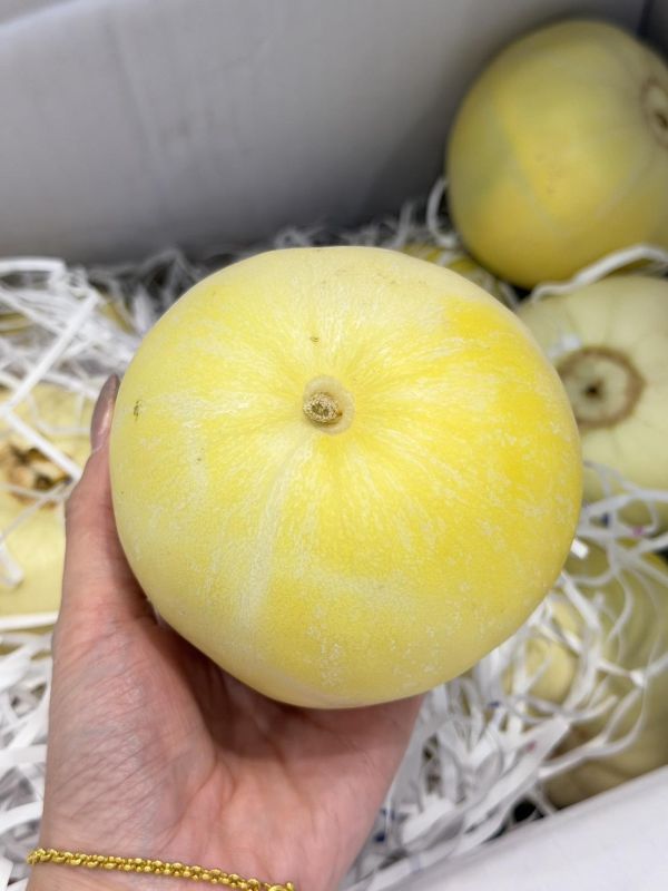 在地美濃香瓜 美濃香瓜,香瓜