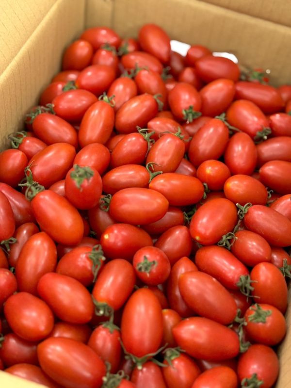 在地聖女蕃茄 聖女蕃茄,番茄