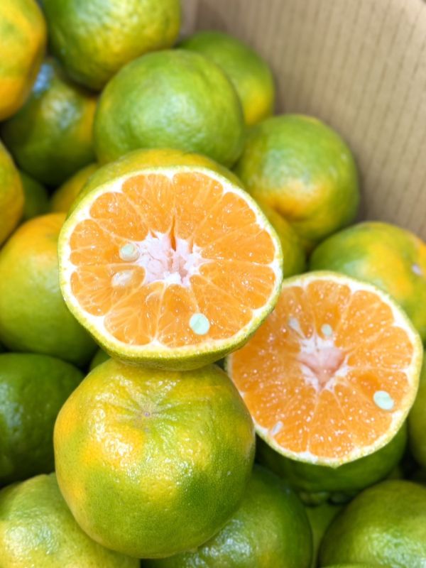 在地嚴選關子嶺椪柑 椪柑